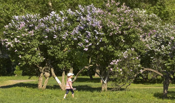Moskow, kebun Lilac — Stok Foto