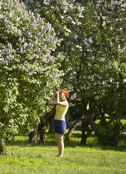 Moscow, Lilac garden — Stock Photo, Image