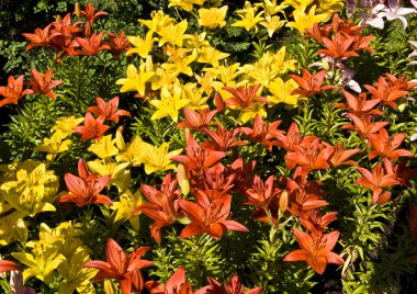 Sarı ve turuncu lilyum