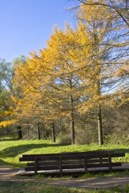Sarı larches