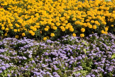 Marigolds ve ageratum