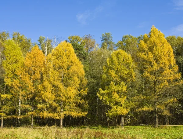 Autumn forest with yellow larches — Stock Photo, Image