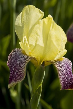 sikke üzerinde beyaz backgro gülümseme oluşur