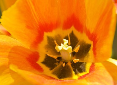 İçinde portakal lale orta kısmı