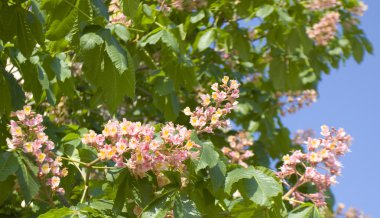 Pembe kestane ağacı çiçek