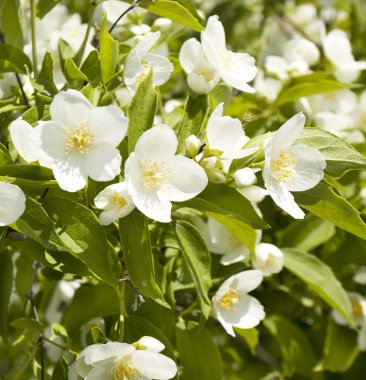 Bahçe jasmin