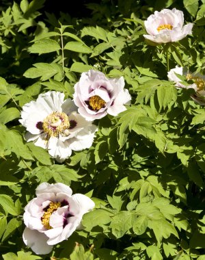 Ağaç benzeri şakayık