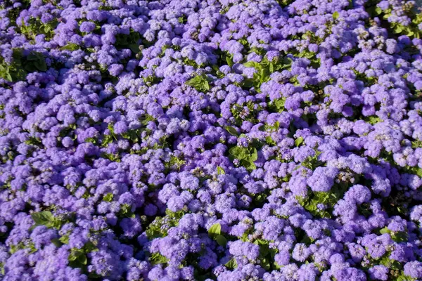 Ageratum azul —  Fotos de Stock