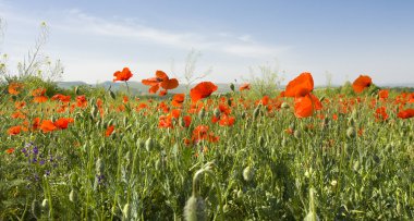 Kırmızı gelincikli çayır