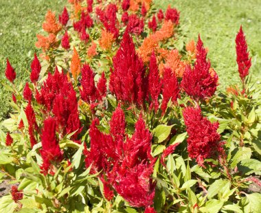 Celosia