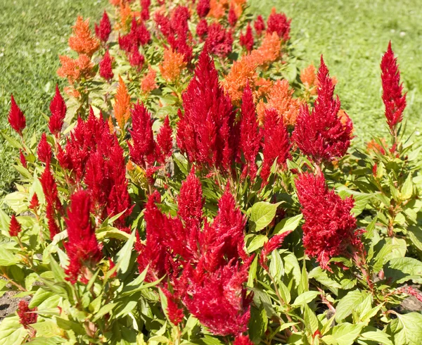 Celosia