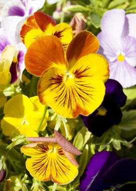 İki sarı hercai menekşe (viyola üç renkli)