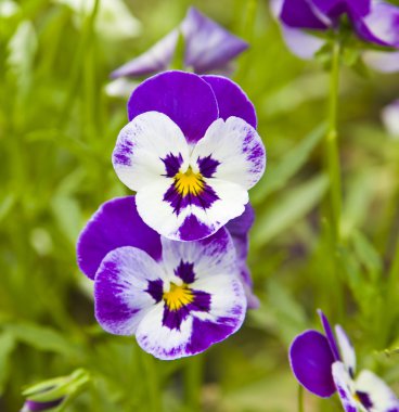 Viola tricolor (hercai menekşe)