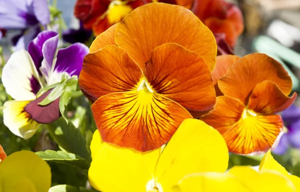 Margaridas laranja (viola tricolor ) — Fotografia de Stock