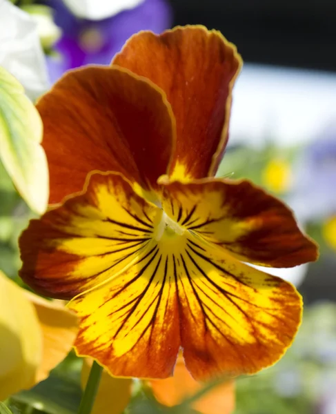Pansy laranja (viola tricolor ) — Fotografia de Stock