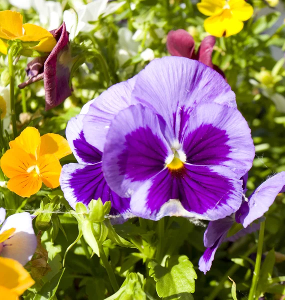 Violet pansy (viola tricolor) — Stock Photo, Image