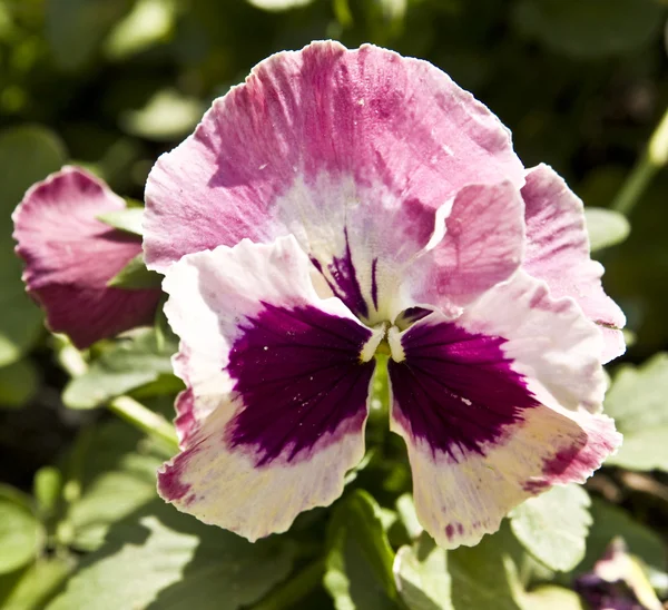 Pansy — Stock Photo, Image