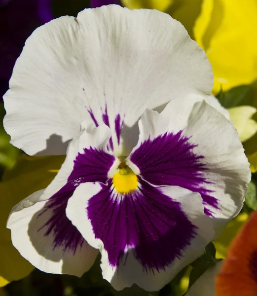 Pansy... — Fotografia de Stock