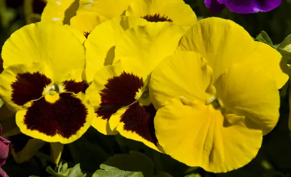 Pérsias amarelas (viola tricolor ) — Fotografia de Stock