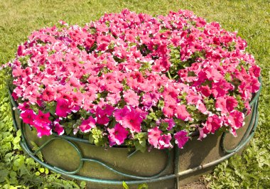 Flowerbed pembe Petunya ile