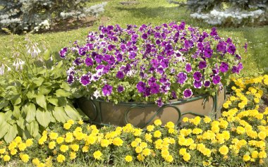 Menekşe Petunya ve sarı marigolds