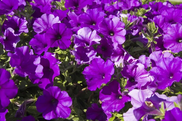 Petúnia violeta — Fotografia de Stock