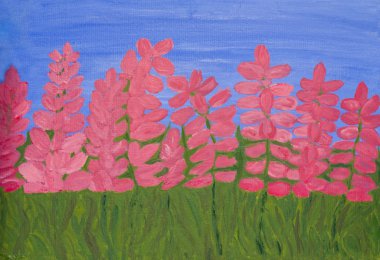 pembe lupins