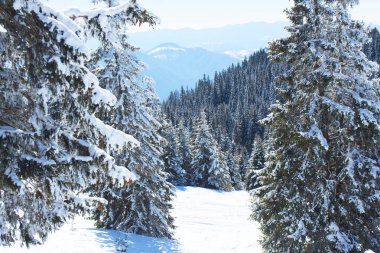 Bulgaristan 'ın Pamporovo kentindeki Rhodopes dağlarında kayak merkezi Pamporovo.
