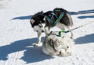 PAMPOROVO, BULGARIA - Şubat 02, 2025: Husky köpekleri kayak beldesi Pamporovo Bulgaristan 'ın Rodopes dağlarında.
