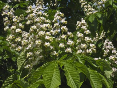 Çiçekler beyaz kestane ağacı