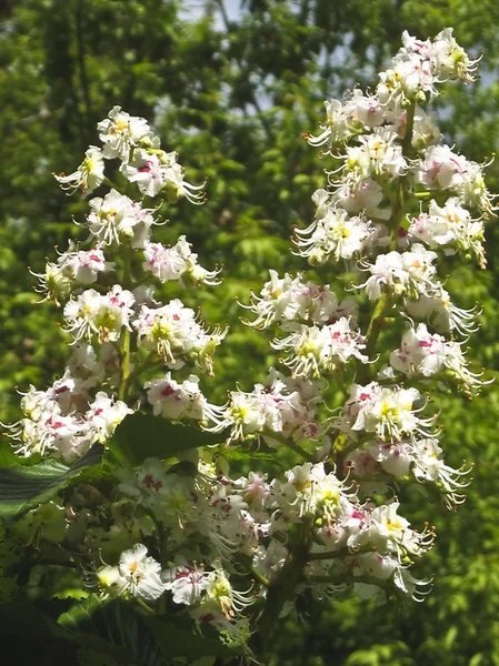 Twee bloemen van witte kastanjeboom — Stockfoto