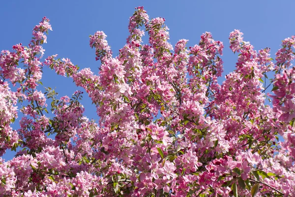 Pink Cherry — Stockfoto