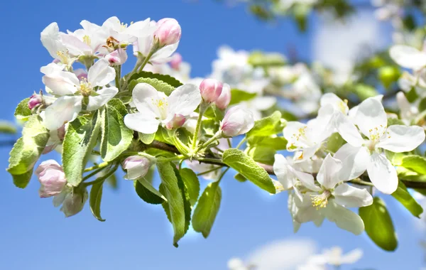 Flores de maçã — Fotografia de Stock