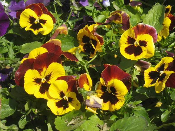 Pérsias amarelas (viola tricolor ) — Fotografia de Stock