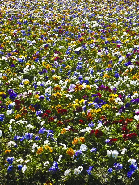 Campo de pálias (viola tricolor ) — Fotografia de Stock