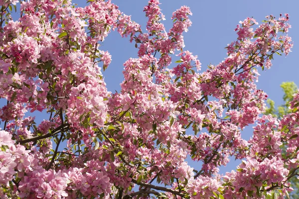 Roze kersenbloemen — Stockfoto