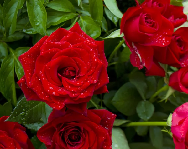 Rose rosse con gocce d'acqua — Foto Stock