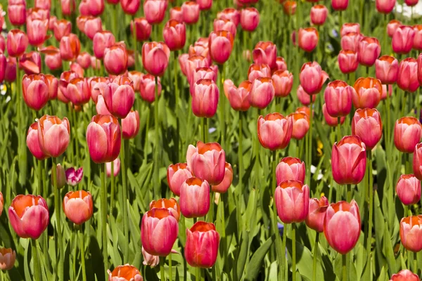 Pink tulips — Stock Photo, Image