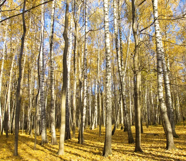 Foresta di betulla di autunno — Foto Stock