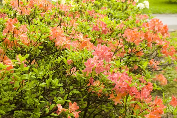 Röd rhododendron — Stockfoto