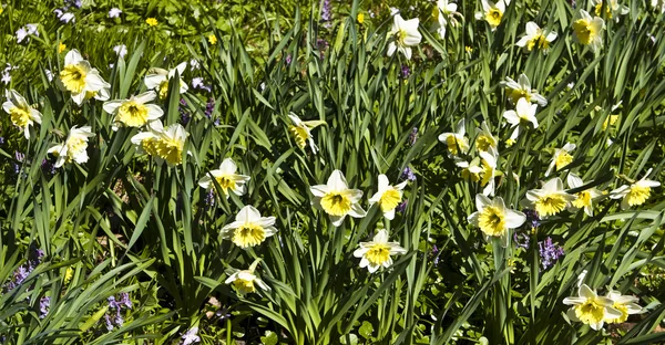 Bílý Narcis — Stock fotografie