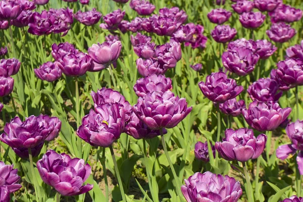 Violet tulips — Stock Photo, Image