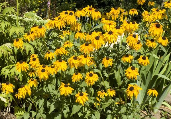 Rudbeckia amarillo — Foto de Stock