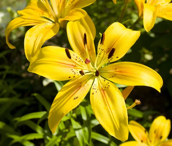 Gelbe Lilie — Stockfoto