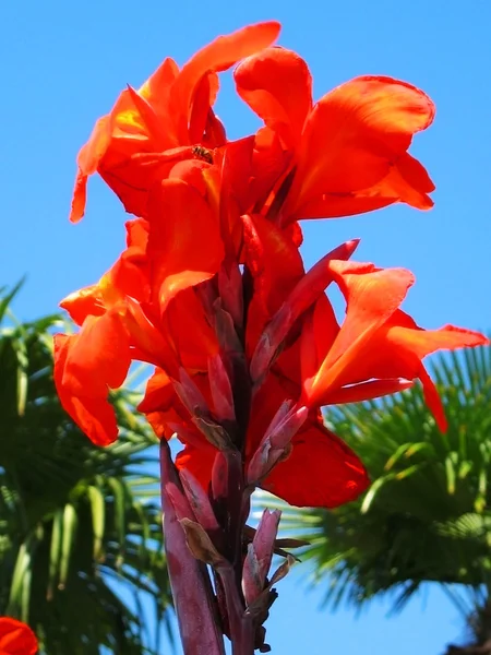 Canna rossa su cielo blu — Foto Stock