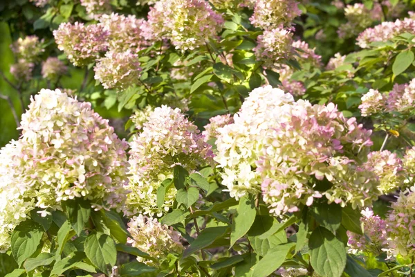 Rosafarbene Hortensie — Stockfoto