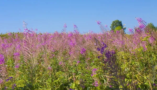 Erba di salice — Foto Stock