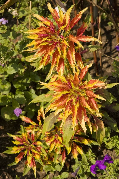 Coleus — Stock Fotó