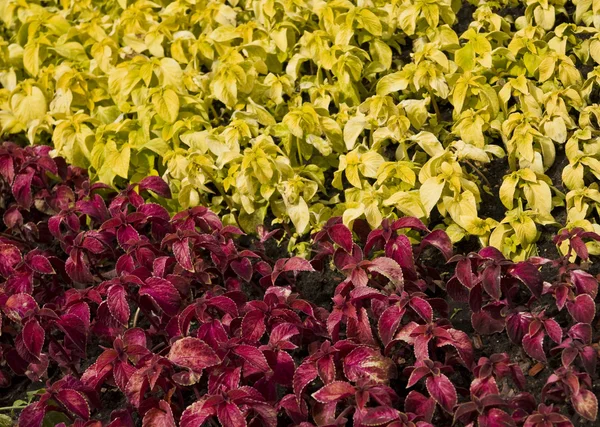 Coleus — Stockfoto