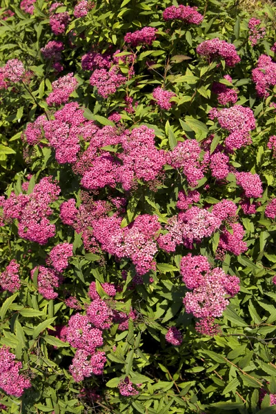 Ιαπωνικό spirea ροζ — Φωτογραφία Αρχείου